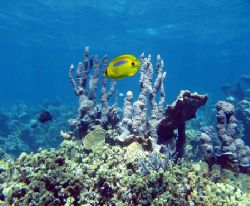 Blue Spot Butterfly Fish, Ningaloo Reef by Penny Murphy 